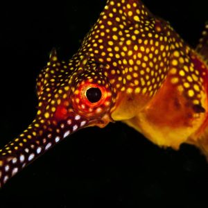Diving_Express_Anilao_Dive_Tour_UWImage_Black_Water_3