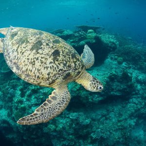 Green turtle swimming above a reef, Pulau Sipadan, Sabah, Malaysia.