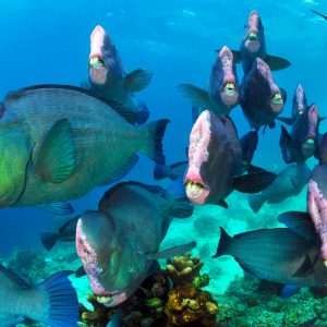 Diving_Express_Malaysia_Dive_Tour_UWImage_bumphead_parrotfish_1