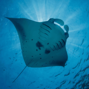 Diving_Express_Dive_Tour_Under_Water_Image_Maldives_1