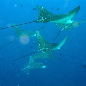 Diving_Express_Dive_Tour_Under_Water_Image_Maldives_4