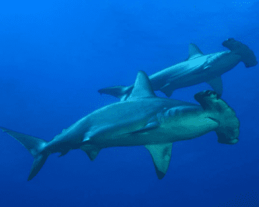 Diving_Express_Maldives_Dive_Tour_Image_Liveaboard_Horizon3_11
