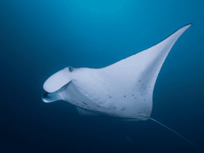 Diving_Express_Maldives_Dive_Tour_Image_Liveaboard_Horizon3_12