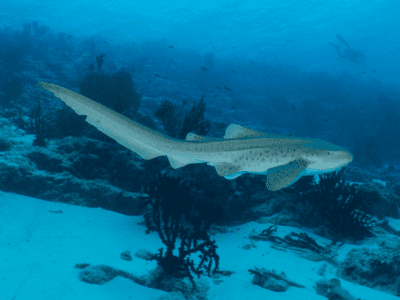 Diving_Express_Maldives_Dive_Tour_Image_Liveaboard_Horizon3_13