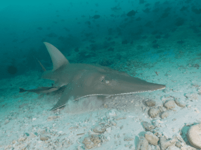 Diving_Express_Maldives_Dive_Tour_Image_Liveaboard_Horizon3_14
