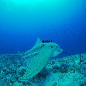 Diving_Express_Maldives_Dive_Tour_Image_Liveaboard_Soleil2_8