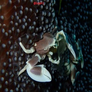 Diving_Express_Maldives_Dive_Tour_Image_Liveaboard_Soleil2_9