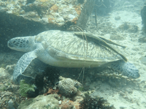 Diving_Express_Philippines_Puerto_Galera_Dive_Tour_UWImage_5