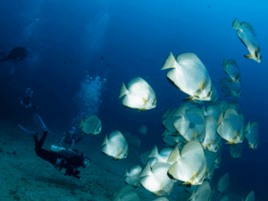 Diving_Express_Philippines_Puerto_Galera_Dive_Tour_UWImage_6