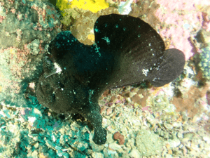 Diving_Express_Philippines_Puerto_Galera_Dive_Tour_UWImage_8