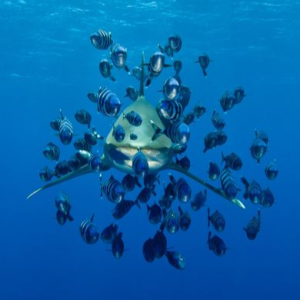 Diving_Express_Red_Sea_Dive_Tour_Image_Liveaboard_4