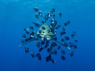 Diving_Express_Red_Sea_Dive_Tour_Image_Liveaboard_4