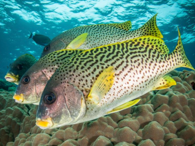 Diving_Express_Red_Sea_Dive_Tour_Image_Liveaboard_6
