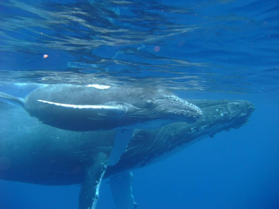 Diving_Express_Tonga_Dive_Tour_UWImage_1