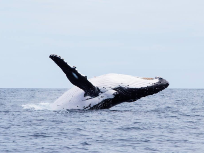 Diving_Express_Tonga_Dive_Tour_UWImage_3