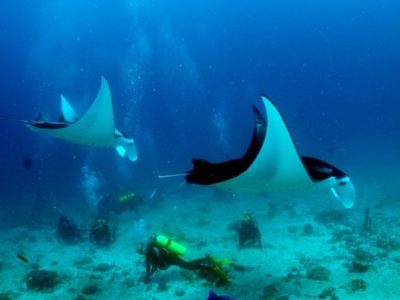 Diving_Express_Palau_Dive_Tour_Image_5