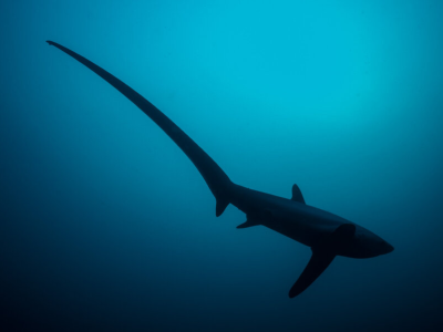 Diving_Express_Malapascua_Dive_Tour_UWImage_Thresher_sharks_001