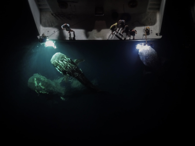 Diving_Express_Maldives_Dive_Tour_UWImage_Liveaboard_Emperor_Leo_2