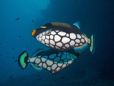 Diving_Express_Maldives_Dive_Tour_UWImage_Liveaboard_Emperor_Leo_4