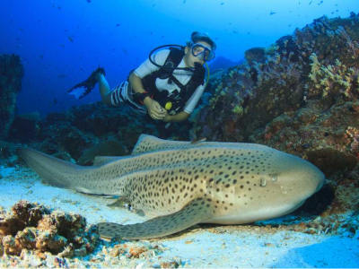 Diving_Express_Thailand_Similan_Dive_Tour_UWImage_1