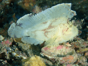 Diving_Express_Philippines_Puerto_Galera_Dive_Tour_UWImage_2