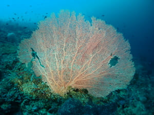 Diving_Express_Philippines_Puerto_Galera_Dive_Tour_UWImage_4