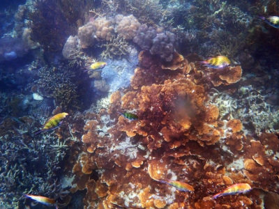 Diving_Express_Dive_Tour_Coron_Info_1