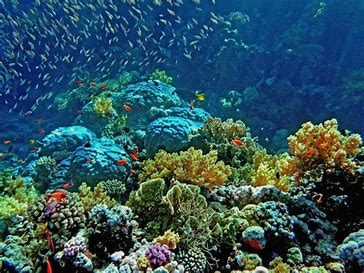 Diving_Express_Dive_Tour_Coron_Info_2