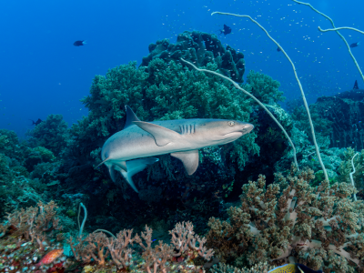 Diving_Express_Tubbataha_Liveaboard_Tour_Webimg_002