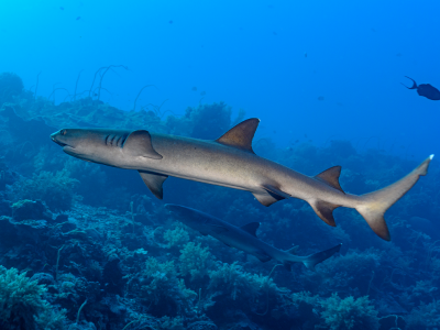 Diving_Express_Tubbataha_Liveaboard_Tour_Webimg_003