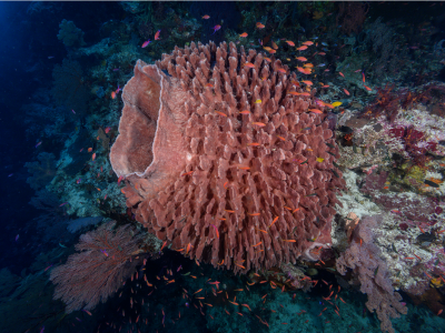 Diving_Express_Tubbataha_Liveaboard_Tour_Webimg_004