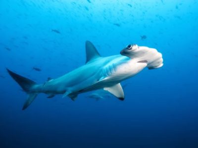 Scalloped Hammerhead Shark_1