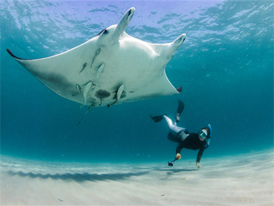 DE_Philippines_Ticao_Divetour_01