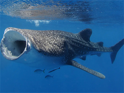 DE_Philippines_Ticao_Divetour_02