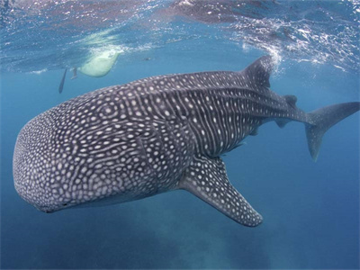 DE_Philippines_Ticao_Divetour_04