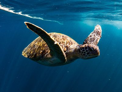 green turtle swim in blue sea ocean at similan phuket thailand