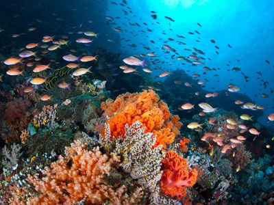 DE_Manado_DiveTour_Undersea4