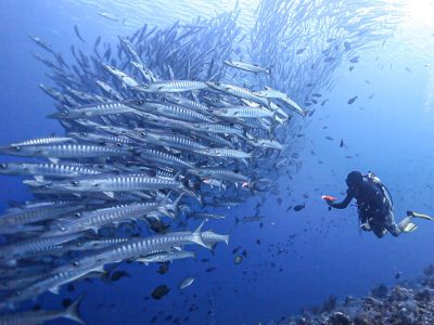 Diving_Express_Malaysia_Sipadan_Dive_Tour_UWImage_6