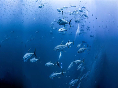 DE_RedSea_Divetour_Liveboard_ DUNEGhani_1009