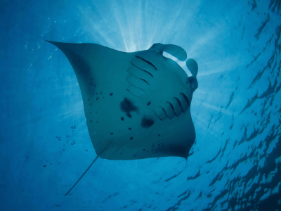 Diving_Express_Dive_Tour_Under_Water_Image_Maldives_1