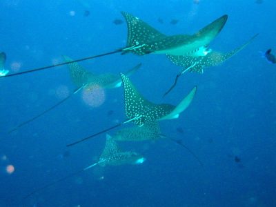 Diving_Express_Dive_Tour_Under_Water_Image_Maldives_4
