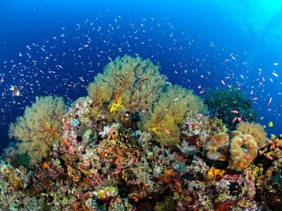 Diving_Express_Philippines_Dive_Tour_Image_Tubbataha_UWImage_001