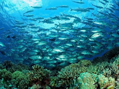 Diving_Express_Philippines_Dive_Tour_Image_Tubbataha_UWImage_002