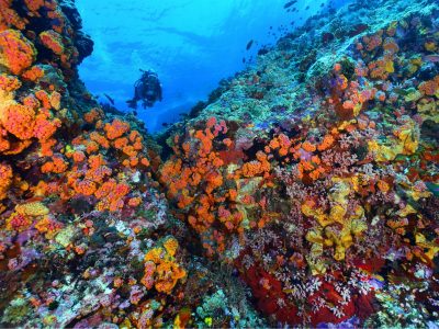Diving_Express_Philippines_Dive_Tour_Image_Tubbataha_UWImage_003