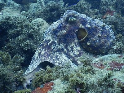 divingexpress-okinawa-diving-Octopus