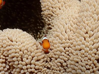 divingexpress-okinawa-diving-crown-fish