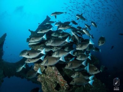 divingexpress-okinawa-diving-fish
