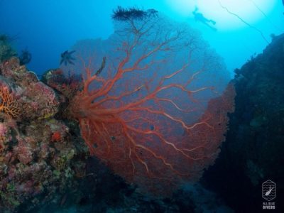 divingexpress-okinawa-diving-sea-fan