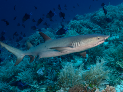 DE_Tubbataha_Divetour_Liveaboard_MyResolute_1