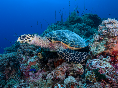 DE_Tubbataha_Divetour_Liveaboard_MyResolute_2